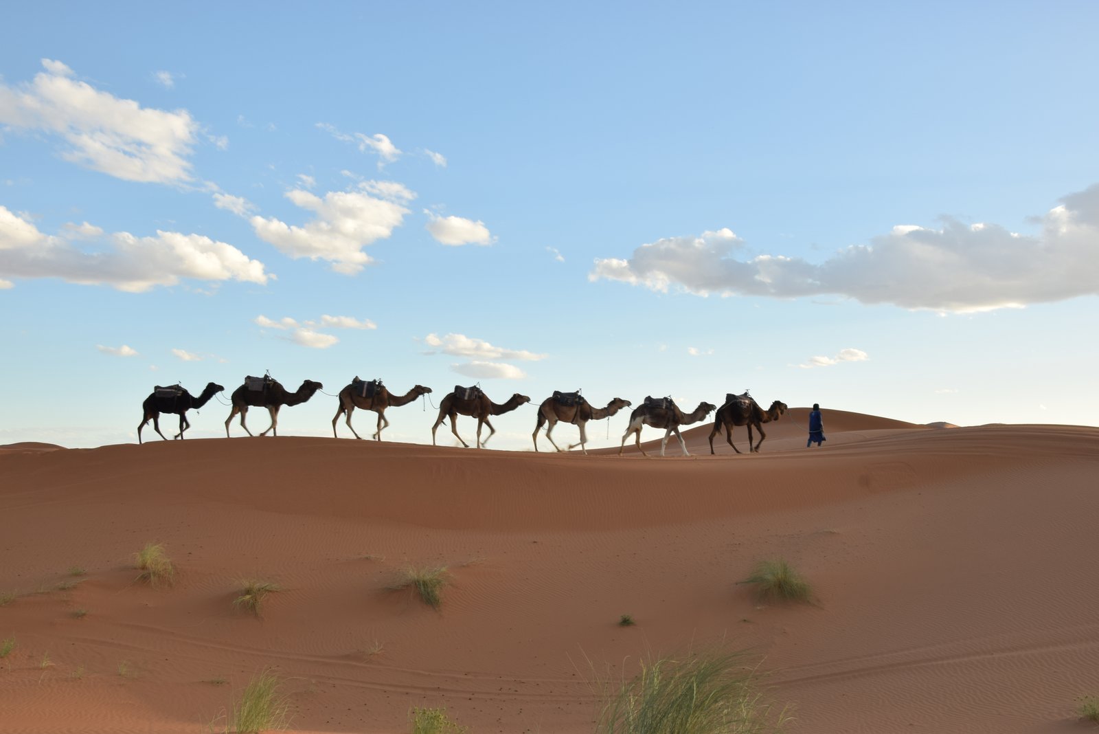 Sahara Desert Local