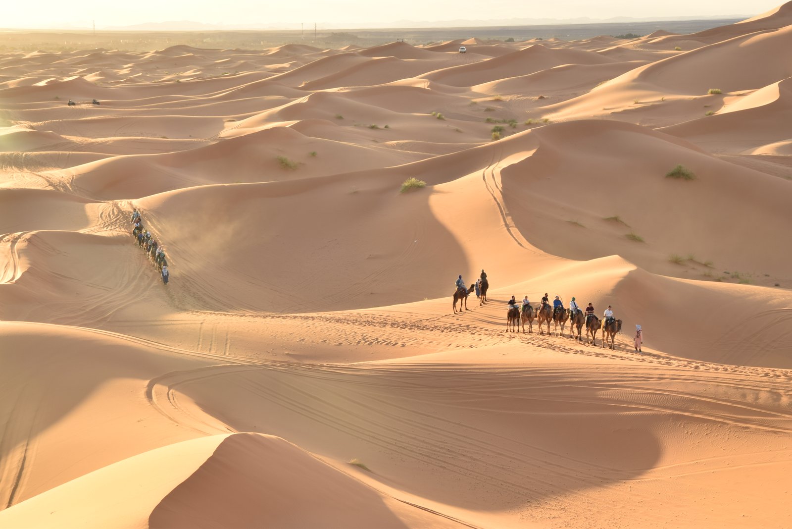 Sahara Desert Camel