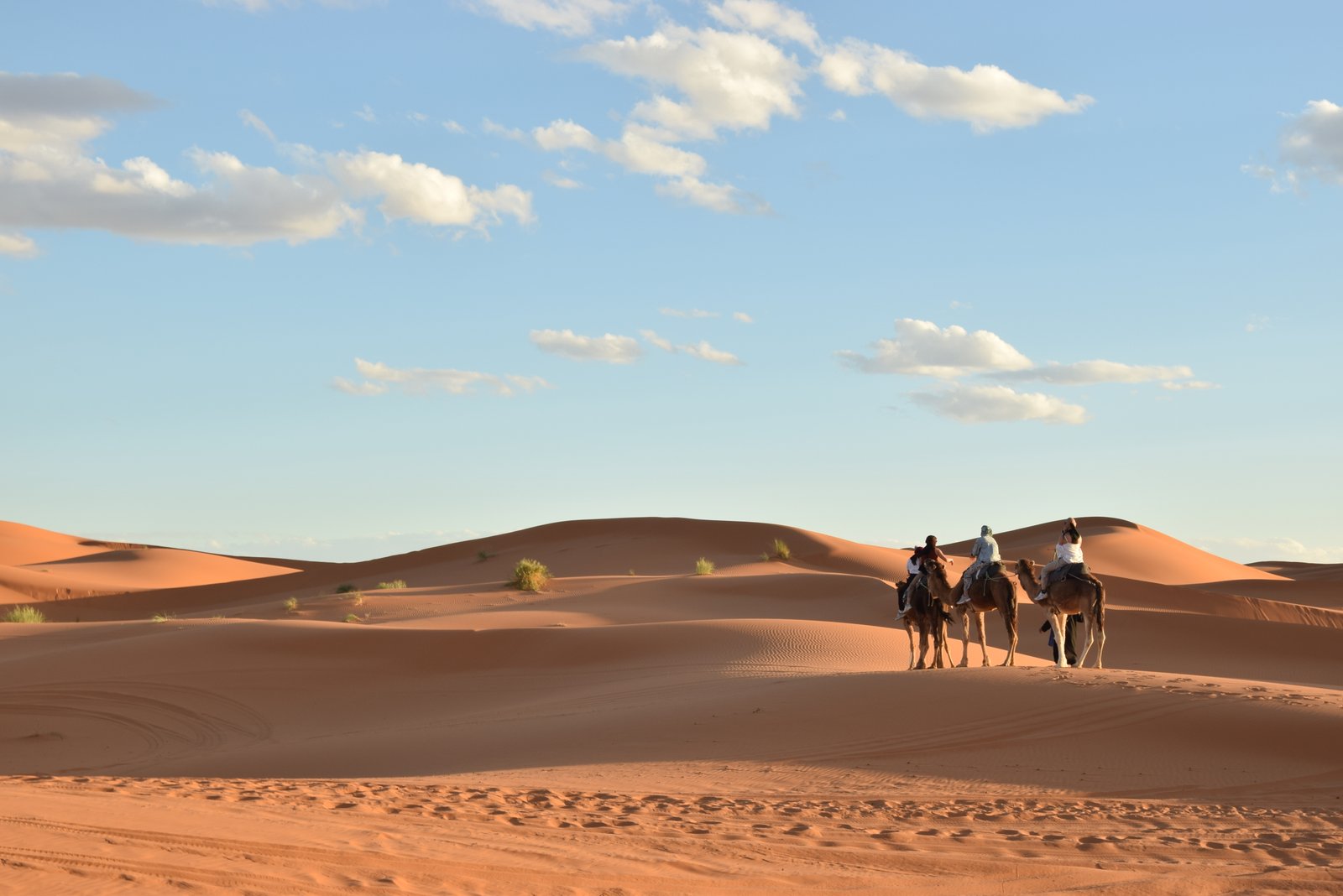 Desert Camels