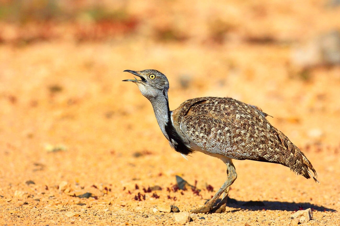 Birds in Morocco