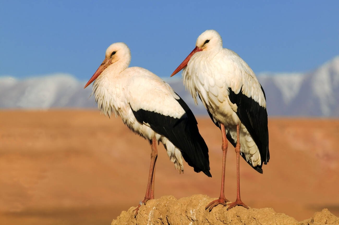 Birds in Morocco