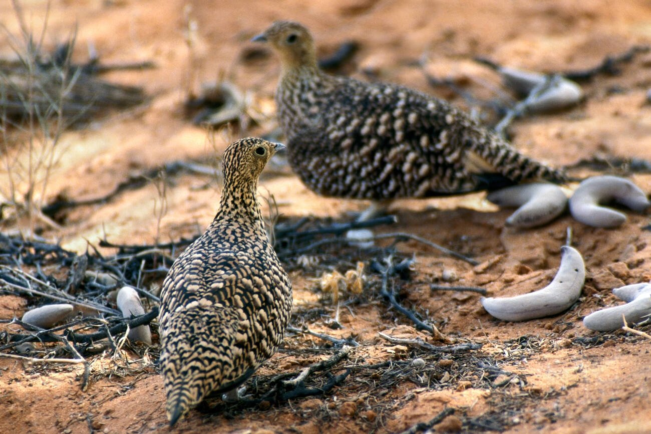 Birds in Morocco