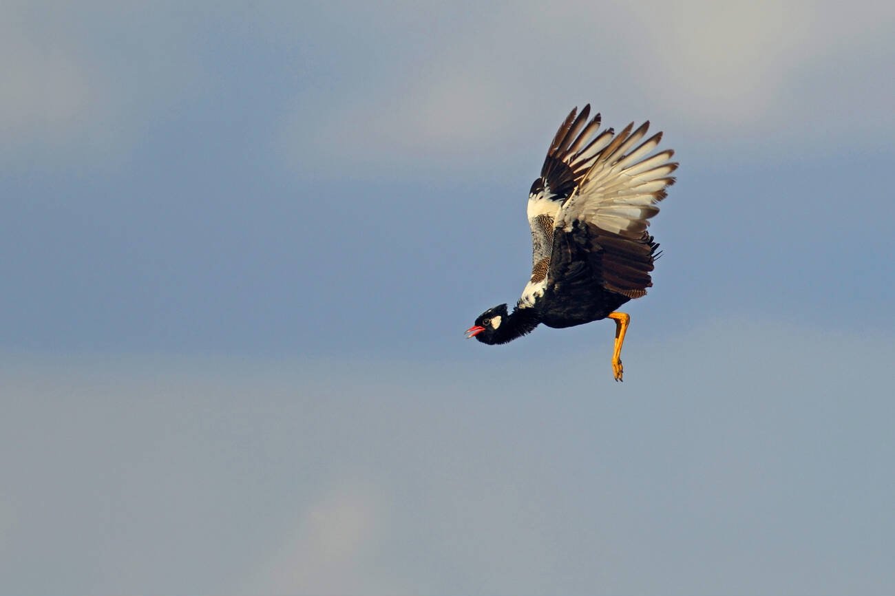 barberspan bird