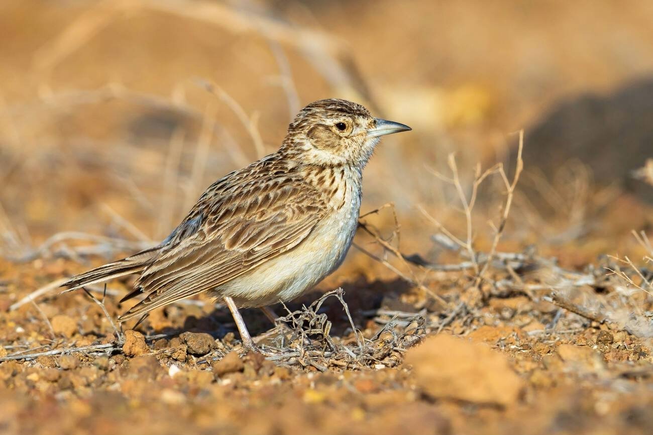 birds in morocco