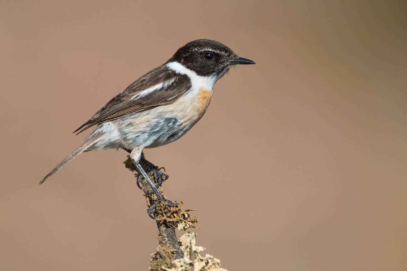 morocco birds