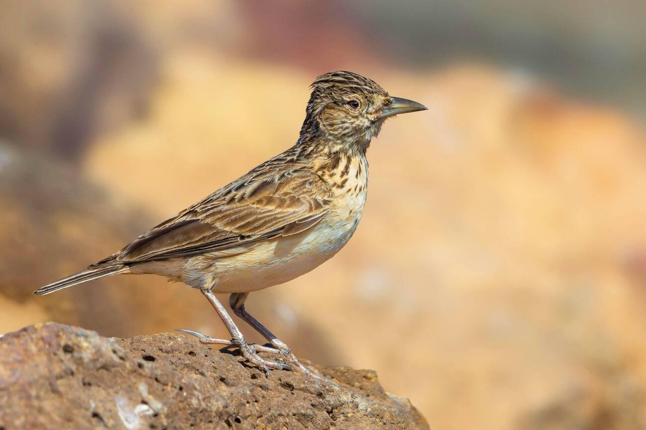 morocco birds