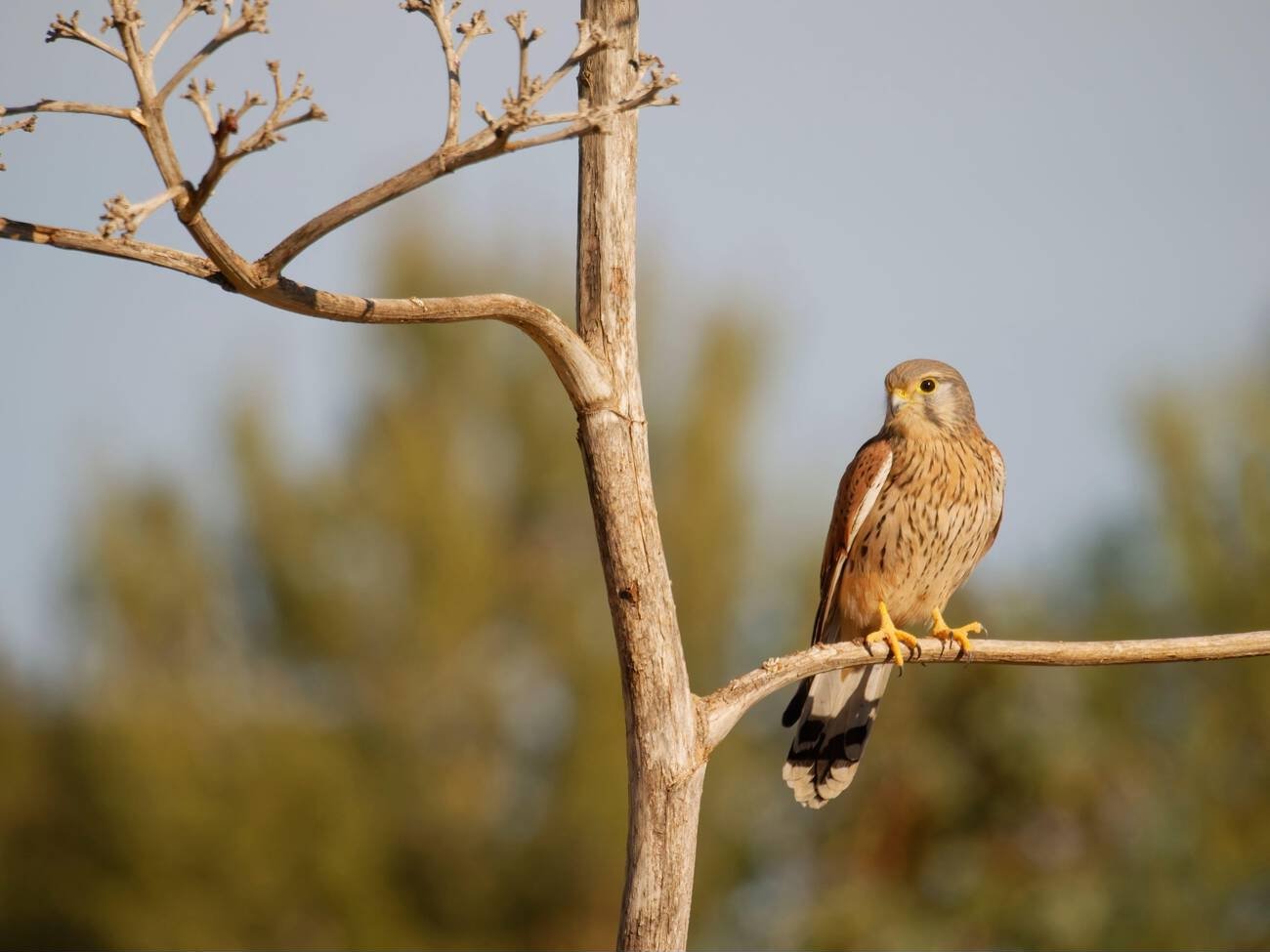 Birds in Morocco