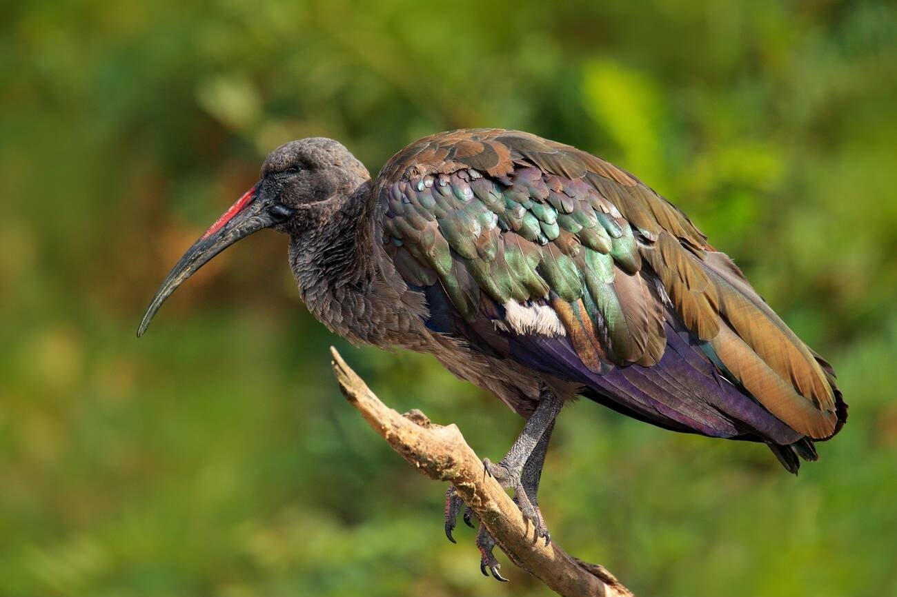 Birds in Morocco