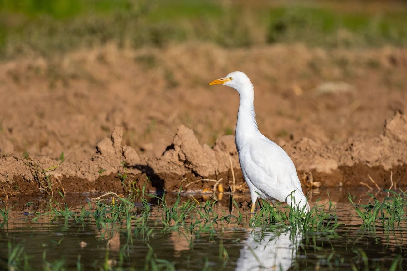 Birds in Morocco