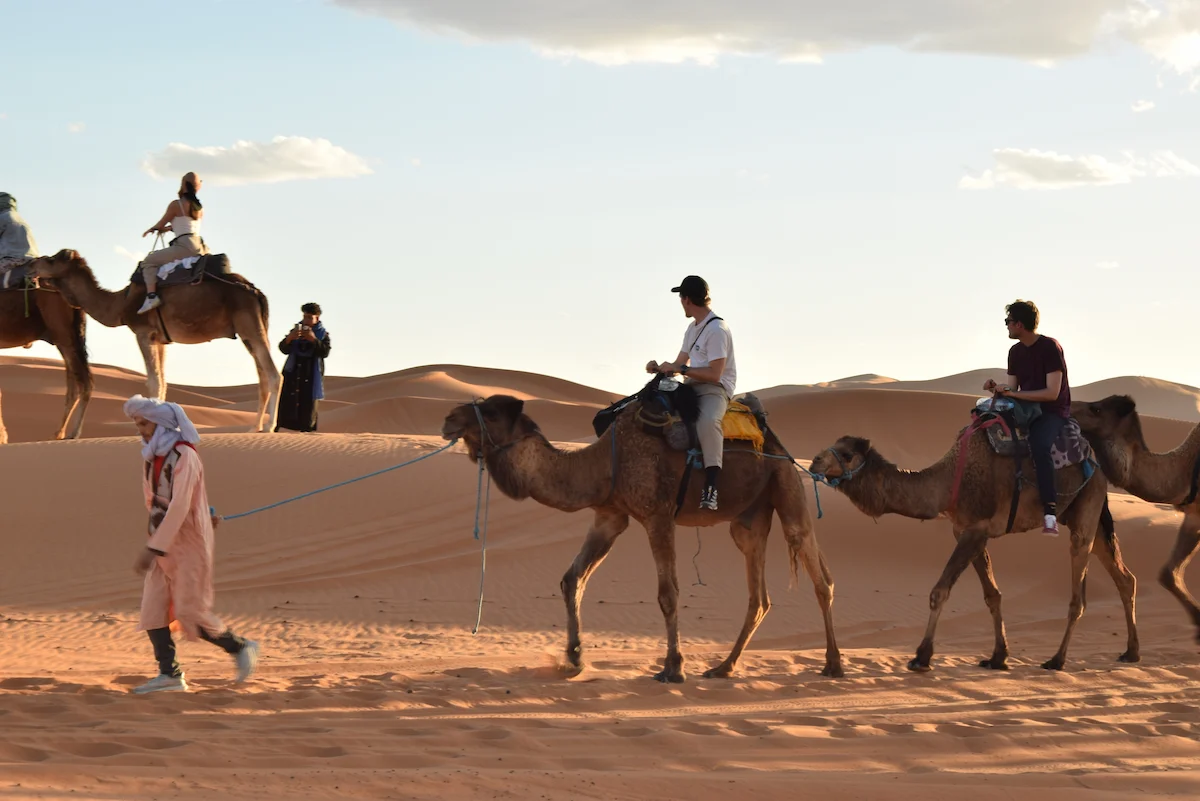 Merzouga Camel